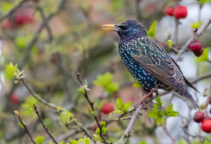 adult starling gc7503c821 1920