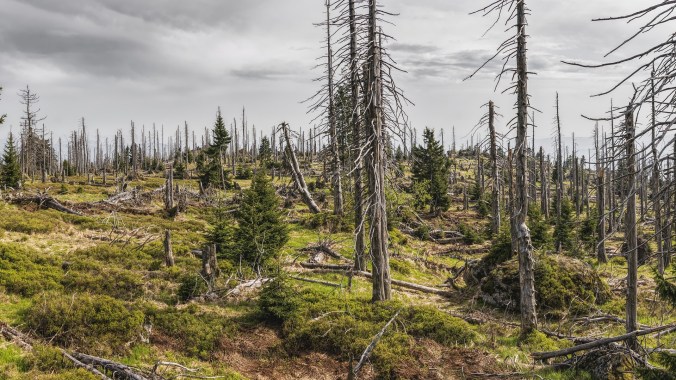 A visual of a devastated forest due to a calamity to indicate the need for intercession during a national crisis.