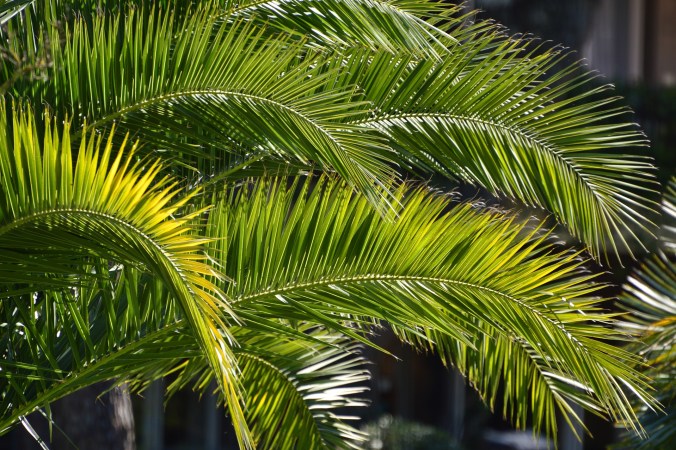 A visual of palm leaves to highlight the topic of the sermon outline which is Palm Sunday.