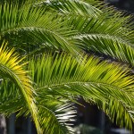 Palm Sunday Sermon – A Colt, a Command, and a Cleansing (Mark 11)