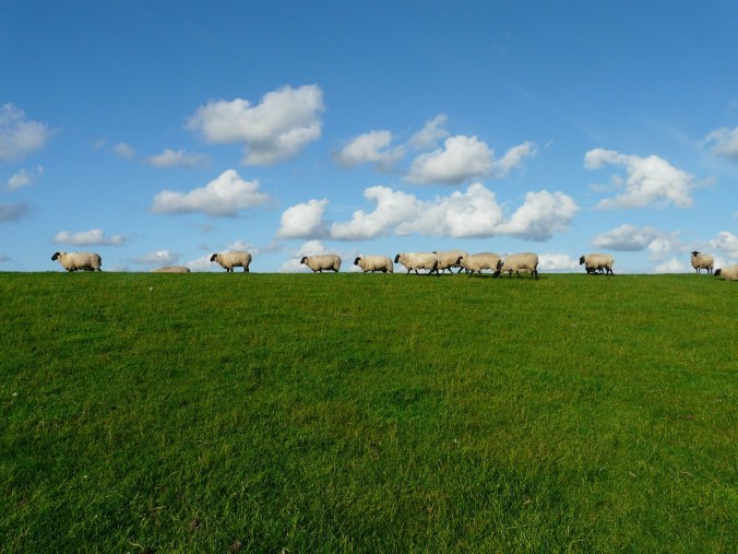 A visual of open spaces with sheep to signify God's favor on His children.