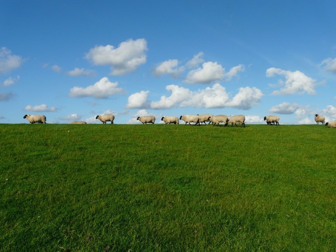 Finding God’s Favor (Room) to Flourish and be Blessed - (Genesis 26) 1 A visual of open spaces with sheep to signify God's favor on His children.