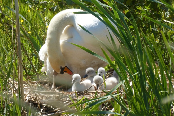 God'scare for His children shown through a visual of a mother swan taking care of her young.
