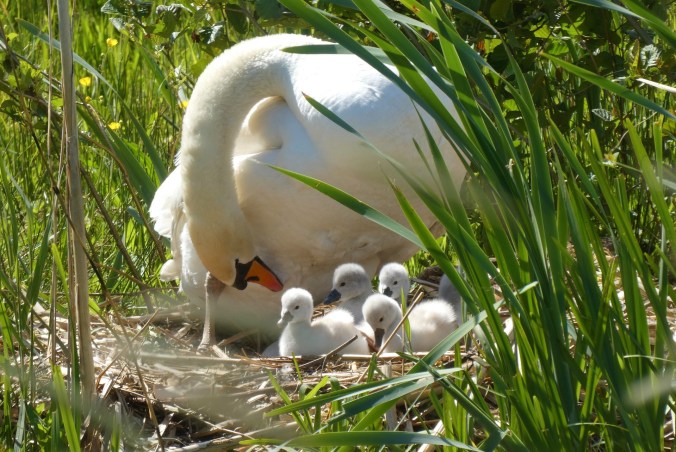 3 Special Ways God Cares For His Children 1 God'scare for His children shown through a visual of a mother swan taking care of her young.